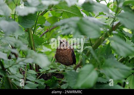 Schwarzvogel (Turdus merula), Singvögel (Passeri), Küken, Nestling, schwarz, Blätter, Ein junger Amboss blickt aus seinem Nest zwischen grünen Blättern heraus Stockfoto