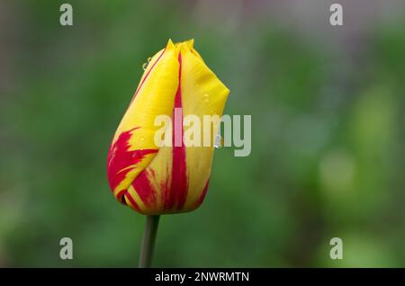 Nahaufnahme, Tulpe (Tulipa), gelb-rot, Blume, geschlossen, Wassertropfen, Single, Blüte, Regentropfen, Frühling, Draußen, Eine einzelne, geschlossene Tulpe mit Wassertropfen Stockfoto