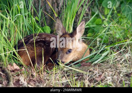 Nahaufnahme, europäischer Rothirsch (Capreolus capreolus), Feen, Feen, Wild, Wiesen, Draußen, Deutschland, liegt Ein Fuchs auf der Wiese Stockfoto