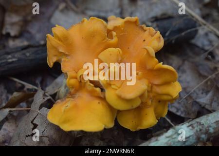 Pfifferling-Pilze wachsen auf dem Waldboden im ländlichen Missouri, MO, USA, USA, USA. Cantharellus cibarius. Auch bekannt als girolle. Stockfoto