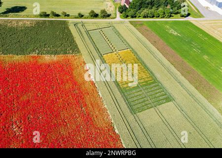 Farbenfrohe Blumenfelder in der Hohenlohe Ebene. Die feurigen roten Wiesen mit Maismohn (Papaver) sind aus der Ferne zu sehen, Blaufelden Stockfoto