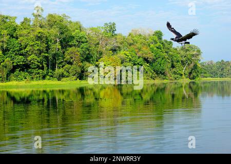 Hornschreier (Anhima cornuta) fliegen über den tropischen Regenwald des Amazonas am Oxbow Lake, Manu National Park, peruanischer Amazonas, Peru Stockfoto