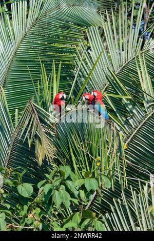 Rote und grüne Macaws (Ara chloropterus) auf Palmenzweigen, Nationalpark Manu, peruanischer Amazonas, Peru Stockfoto