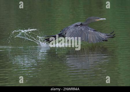 Neotropischer Kormoran (Phalacrocorax brasilianus), Abflug vom Wasser, Manu-Nationalpark, Peruanischer Amazonas, Peru Stockfoto