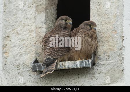 Kestrel zwei Jungfrauen sitzen nebeneinander in der Öffnung des Kirchturms von hinten und von vorne rechts Stockfoto