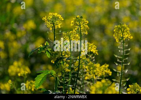 Schwarzer Senf (Brassica Nigra) Stockfoto