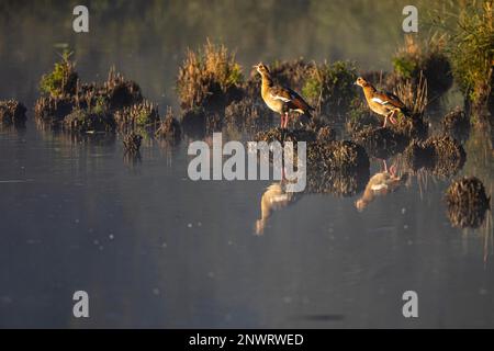 Ägyptische Gans (Alopochen aegyptiaca), adultes Zuchtpaar, Waghaeusel, Baden-Württemberg, Deutschland Stockfoto