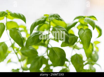 Basil (Ocimum basilicum), lat., aufgezeichnet in Markt Swabia, Bayern, Deutschland Stockfoto