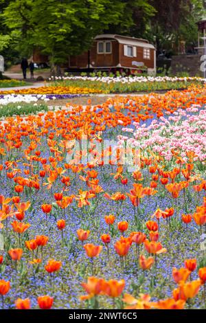 Blumenfeld im Frühling mit Tulpen, Killesberg Park Stuttgart, Baden-Württemberg, Deutschland Stockfoto