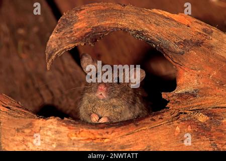 House Mouse (Mus musculus), Rheinland-Pfalz, Deutschland, Europa Stockfoto