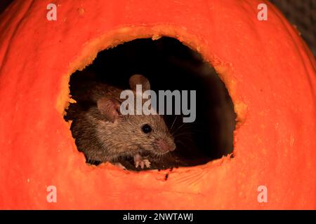 House Mouse (Mus musculus), Rheinland-Pfalz, Deutschland, Europa Stockfoto