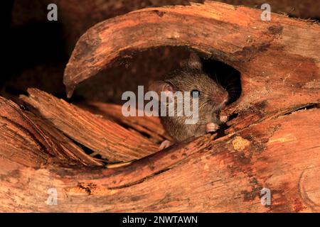 House Mouse (Mus musculus), Rheinland-Pfalz, Deutschland, Europa Stockfoto