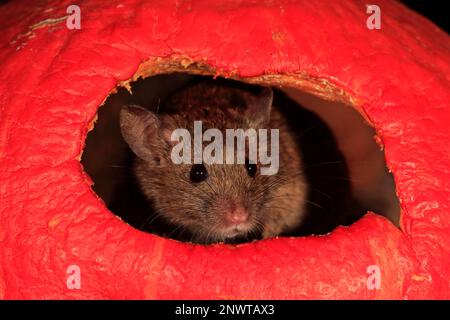 House Mouse (Mus musculus), Rheinland-Pfalz, Deutschland, Europa Stockfoto