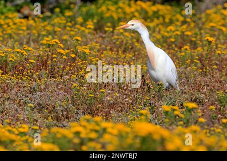 Rinder-Egret (Bubulcus ibis), Erwachsener, Westküsten-Nationalpark, Westkap, Südafrika, Afrika Stockfoto