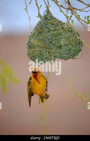 Cape Weaver (Ploceus capensis), männlicher Erwachsener, der in einem neu gebauten Nest umherwirbt, Klein Karoo, Westkap, Südafrika, Afrika Stockfoto