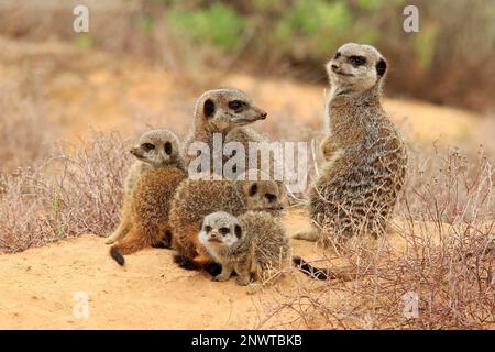 Erdmännchen (Suricata suricatta), Erwachsene und junge, Oudtshoorn, Westkap, Südafrika Stockfoto