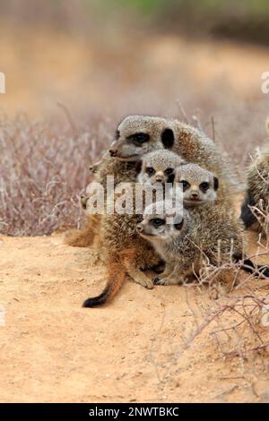 Erdmännchen (Suricata suricatta), Erwachsene und junge, Oudtshoorn, Westkap, Südafrika Stockfoto