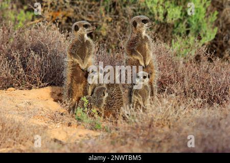 Suricate (Suricata suricatta), Meerkat, Erwachsener mit jungen Menschen, Oudtshoorn, Westkap, Südafrika, Afrika Stockfoto