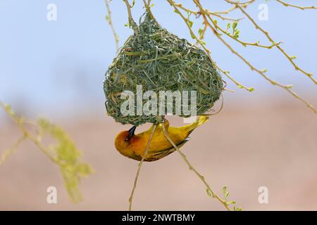 Kap-Weber (Ploceus capensis), ausgewachsener männlicher Bau eines Nests, Klein Karoo, Westkap, Südafrika Stockfoto