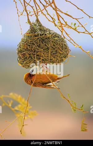 Cape Weaver (Ploceus capensis), männlicher Erwachsener, der in einem neu gebauten Nest umherwirbt, Klein Karoo, Westkap, Südafrika, Afrika Stockfoto