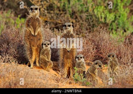 Suricate (Suricata suricatta), Meerkat, Erwachsener mit jungen Menschen, Oudtshoorn, Westkap, Südafrika, Afrika Stockfoto