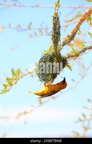 Cape Weaver (Ploceus capensis), männliches Bauernest, Klein Karoo, Westkap, Südafrika, Afrika Stockfoto