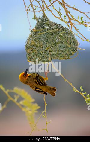 Cape Weaver (Ploceus capensis), männlicher Erwachsener, der in einem neu gebauten Nest umherwirbt, Klein Karoo, Westkap, Südafrika, Afrika Stockfoto