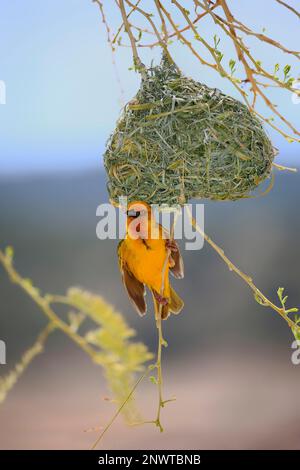 Cape Weaver (Ploceus capensis), erwachsener Mann, der in einem neu gebauten Nest umherwirbt, Klein Karoo, Westkap, Südafrika Stockfoto