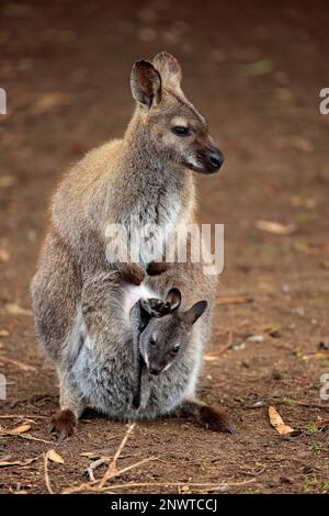 Bennett Wallaby, Erwachsene Frau mit joey, Cuddly Creek, Südaustralien, Australien (Macropus rufogriseus) Stockfoto