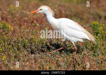 Rinder-Egret (Bubulcus ibis), Erwachsener, Westküsten-Nationalpark, Westkap, Südafrika, Afrika Stockfoto