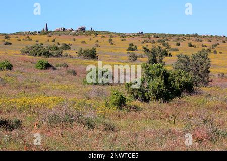 West Coast National Park, Westkap, Südafrika, blühend im September Stockfoto