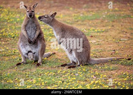 Bennett Wallaby, erwachsenes Paar, das sich auf Wiese, Cuddly Creek, Südaustralien, Australien schnüffelt (Macropus rufogriseus) Stockfoto