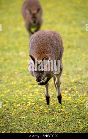 Bennett Wallaby, Erwachsener, der auf Wiese springt, Cuddly Creek, Südaustralien, Australien (Macropus rufogriseus) Stockfoto