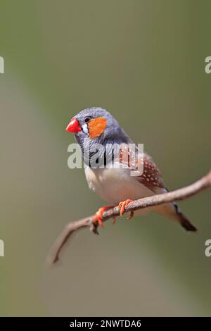 Zebra Finch (Taeniopygia guttata), Erwachsener in Zweigstelle, Mount Lofty, Südaustralien, Australien Stockfoto