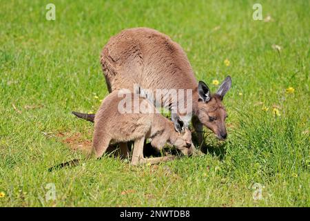 Westliches Graues Känguru (Macropus fuliginosus), weiblich und jung, Mount Lofty, Südaustralien, Australien Stockfoto