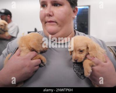 St. Louis, Usa. 28. Februar 2023. Alyssa Norsworthy, Mitglied der Human Society of Missouri's Animal Cruelty Task Force, hält zwei fünf Wochen alte Welpen, die am Dienstag, den 28. Februar 2023, von der Gruppe in Newton County, Missouri, gerettet wurden. Die Gruppe führte eine Rettung auf dem Grundstück eines Reiters durch, der 41 Mischrassen-Hunde und Welpen holte. Die Tiere wurden zu den Einrichtungen der Humane Society in St. Louis für die Verarbeitung. Foto: Bill Greenblatt/UPI Credit: UPI/Alamy Live News Stockfoto