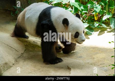 Xing Xing, der männliche Riesenpanda, der in seinem Gehege im Zoo Negara, Kuala Lumpur, malaysia herumläuft Stockfoto