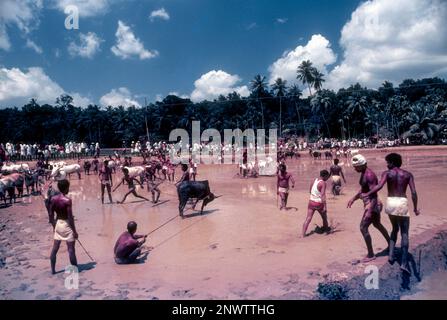 Die Rinderrennen-Arena in Maramadi oder Kalappoottu ist eine Art Rinderrennen, die in Chithali in der Nähe von Palakkad, Kerala, Indien und Asien durchgeführt wird Stockfoto