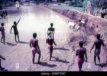 Assistenten der Rennbullen, die den Beginn des Rennens in Maramadi beobachten, oder Kalappoottu ist eine Art Rinderrennen, das in Chithali in der Nähe durchgeführt wird Stockfoto