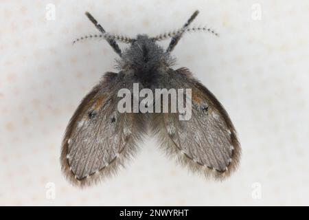 Nahaufnahme einer Mothfly (Clogmia albipunctata) im Ruhezustand an einer keramisch gefliesten Wand in einem Badezimmer in Polen. Stockfoto