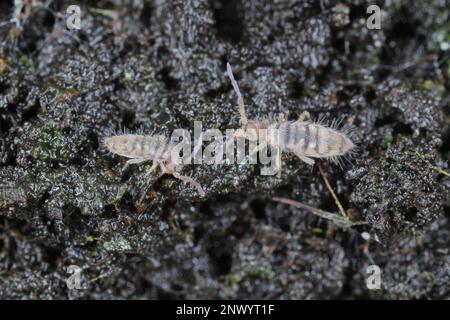 Entomobrya Species springtails. Es sind winzige Kreaturen, die Schädlinge sind, unter anderem von Blumen, die in Häusern gezüchtet werden. Zwei Proben auf Erde in einem Topf. Stockfoto