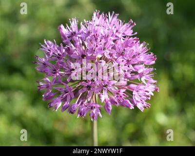 Close-up auf lila Allium flowerhead Stockfoto