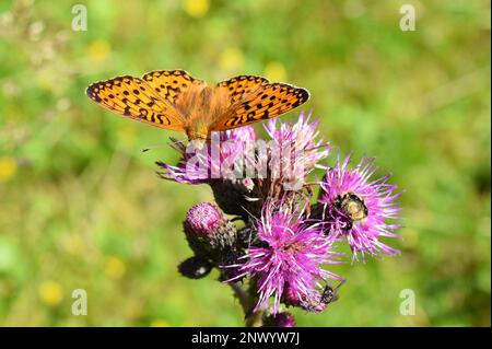 Orangefarbener und brauner fritillarischer Schmetterling Argynnis, der auf einer Distel sitzt Stockfoto