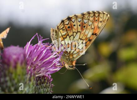 Orangefarbener und brauner fritillarischer Schmetterling Argynnis, der auf einer Distel sitzt Stockfoto