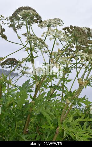 Die invasive Pflanze Persischen scharfkraut Heracleum persicum Stockfoto