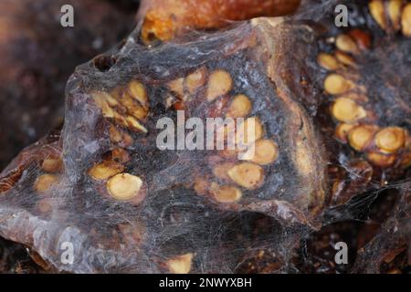 Getrocknete Tomaten, Speisenvorräte zu Hause, die von Schädlingen, Insekten, Raupen von indischen Mehlmotten (Plodia interpunctella) zerstört werden. Stockfoto