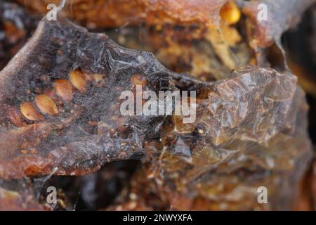 Getrocknete Tomaten, Speisenvorräte zu Hause, die von Schädlingen, Insekten, Raupen von indischen Mehlmotten (Plodia interpunctella) zerstört werden. Stockfoto