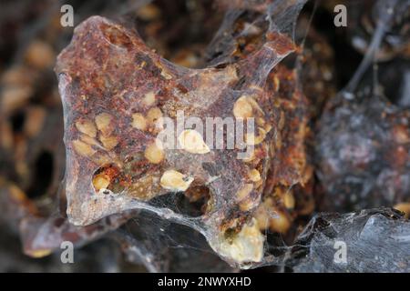 Getrocknete Tomaten, Speisenvorräte zu Hause, die von Schädlingen, Insekten, Raupen von indischen Mehlmotten (Plodia interpunctella) zerstört werden. Stockfoto