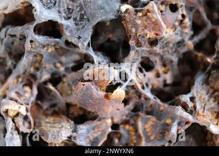 Getrocknete Tomaten, Speisenvorräte zu Hause, die von Schädlingen, Insekten, Raupen von indischen Mehlmotten (Plodia interpunctella) zerstört werden. Stockfoto