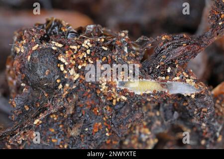 Getrocknete Tomaten, Speisenvorräte zu Hause, die von Schädlingen, Insekten, Raupen von indischen Mehlmotten (Plodia interpunctella) zerstört werden. Stockfoto